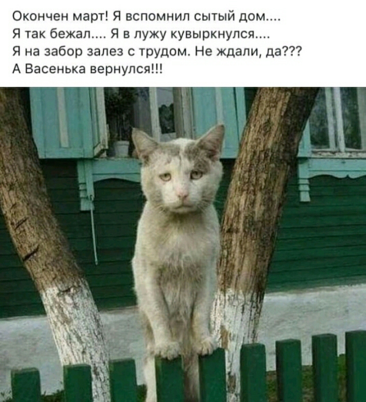Окончен март Я вспомнил сытый дом Я так бежа Я в лужу кувыркнупся Я на забор залез с трудом Не ждали да А Васенька вернулся