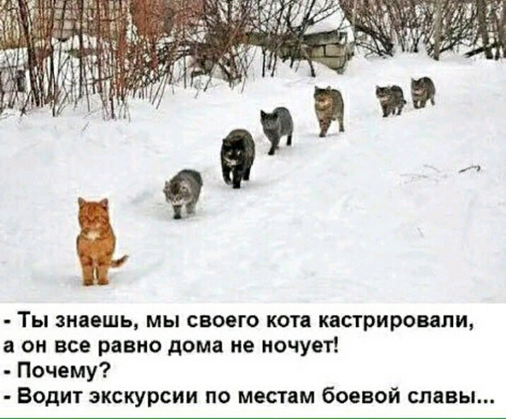 Ты знаешь мы своего кота кастрировани а он все равно дома не ночует Почему Водит экскурсии по местам боевой славы