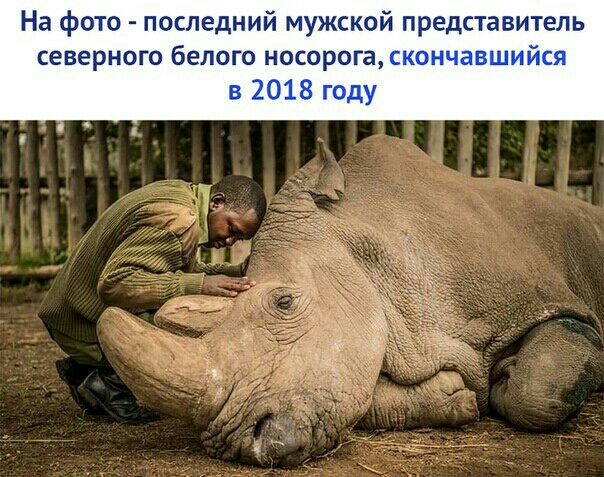На фОТО оследний МУЖСКОЙ представитель СЕВерНОГО белого НОСОРОГЗ