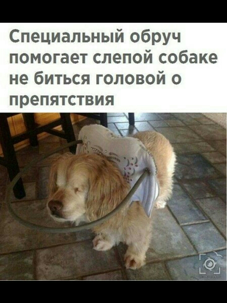 Специальный обруч помогает слепой собаке не биться головой о препятствия