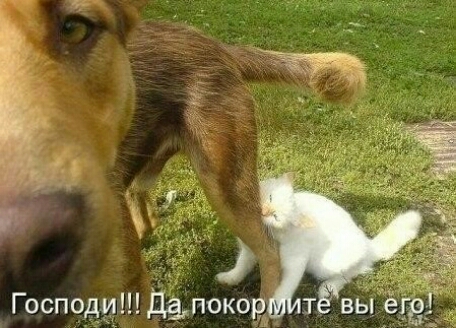 Господи Дапококд