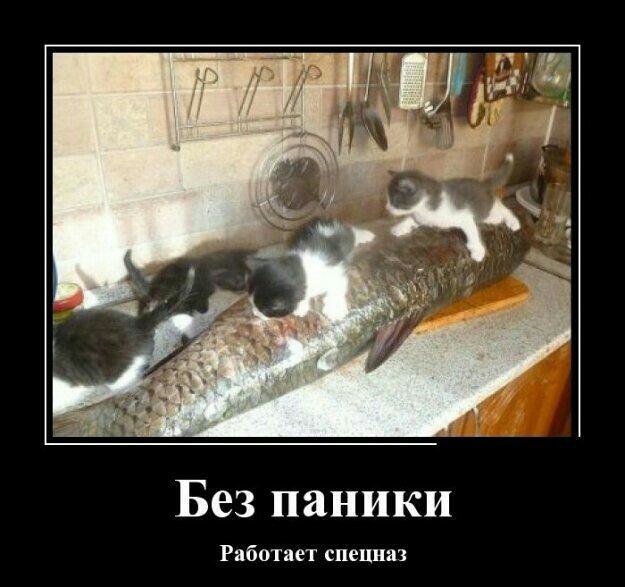 Без паники Работает спецназ