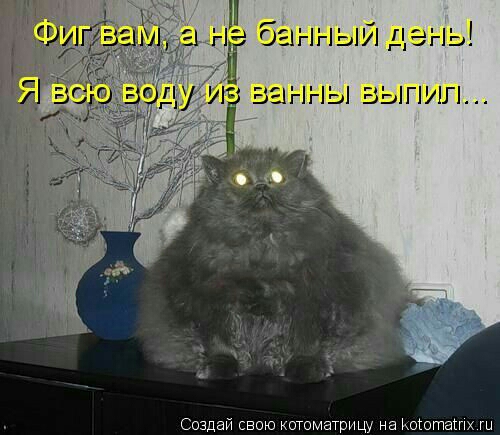 Создай свою котоматрицу на иоіоташх