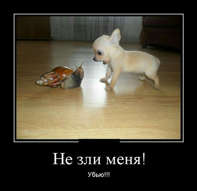 Не зли меня Убью