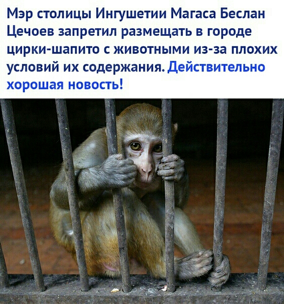 Мэр столицы Ингушетии Магаса Беслан Цечоев запретил размещать в городе цирки шапито с животными из за плохих условий их содержания Действительно хорошая новость