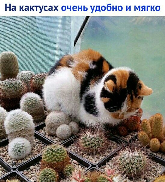 На кактусах очень удобно и мягко