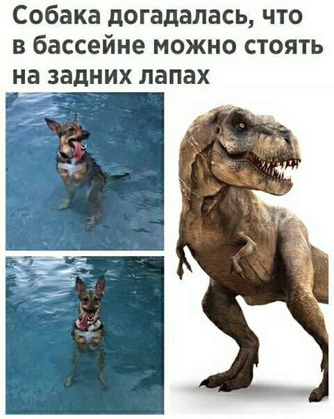Собака догадалась что в бассейне можно стоять на задних лапах