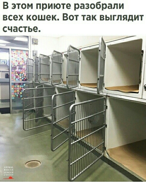 В этом приюте разобрали всех кошек Вот так выглядит счастье