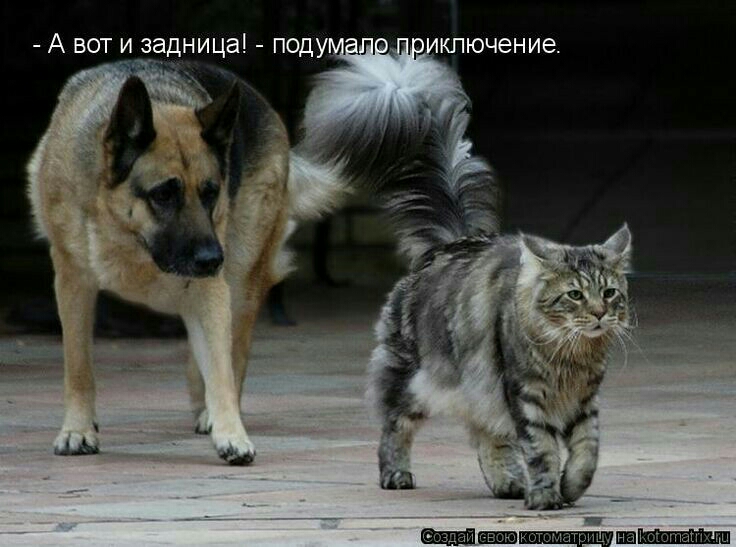 А вот и задница поду