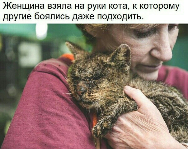 Женщина взяла на руки кота к которому другие боялись даже подходить