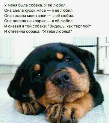 у мели Была собака я ее любил Она съела кусок мяса _ я ее любил Она грызла маи тапки я ее любил Она писала а коврик _ я ее любил и сказал я той собаке Видишь как уепплю и ответив собака я люблю