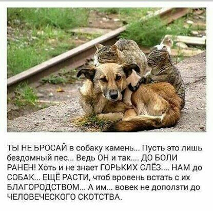 ты НЕ БРОСАЙ в собаку камень Пусть это лишь бездомный пес Ведь он и так до БОЛИ РАНЕН Хоть и не знает горьких спёз НАМ де СОБАК ЕЩЁ РАСТИ чтоб вровень шать их БПАГОРОДСТБОМ А им вовек не доползти да человеческого скотстм