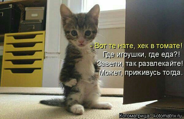 те хек в томате сушки где еда Котоматрица иоюупашх