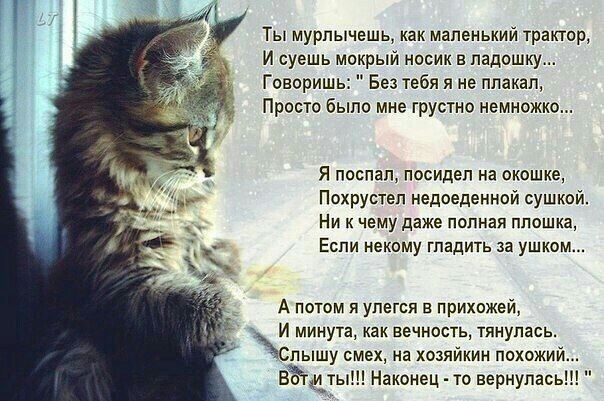 Ты мурпычгшь как маленький трактор и суешь мокрый носик в ладошку Говориш Без тебя я не плакал Проста было мне грустно немножко Я поспал посидел на окошке Похрустеп недоеденной сушкой Ни к чему даже полная ппошка Еспи некому гладить за ушком А потом я упегся в прихожей И минута как вечность тянулась Спышу смех на хозяйкин похожи Вадциды Наконец то вернулась