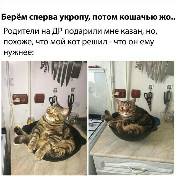 Берём сперва укропу потом кошачью жо Родители на ДР подарили мне казан но похоже что мой кот решил что он ему нужнее