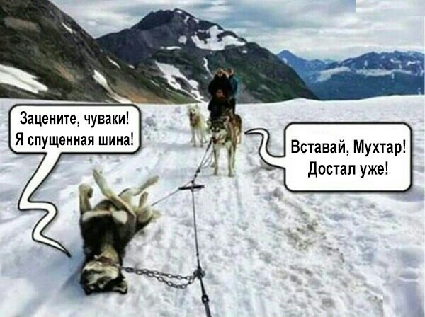 Зацените чуваки Я опущенная шина Вставай Мухтар Достал уже