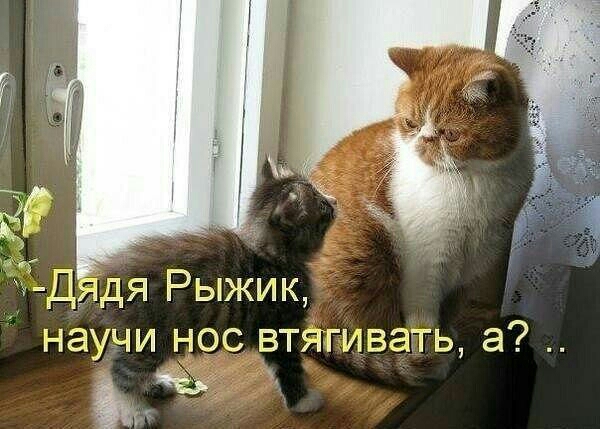 ЁДЯДЯ Рыжик научи нос втягивать и