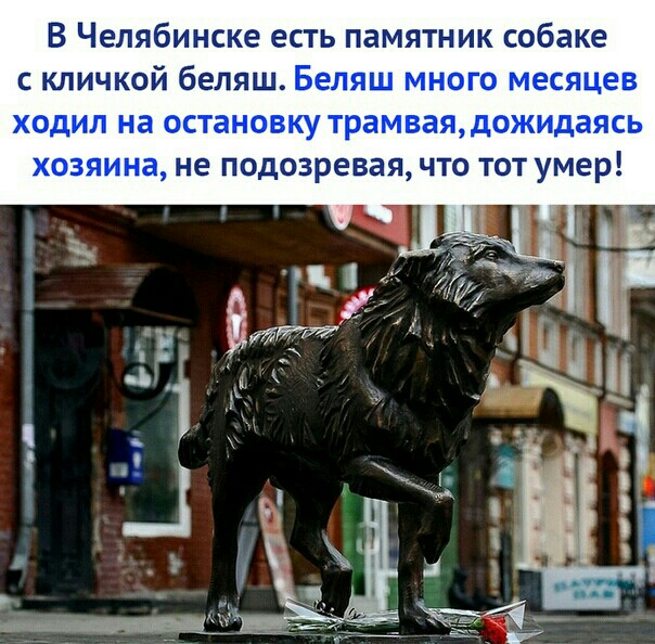 В Челябинске есть памятник собаке с кличкой беляш Беляш много месяцев ходил на остановку трамваядожидаясь хозяина не подозревая что тот умер
