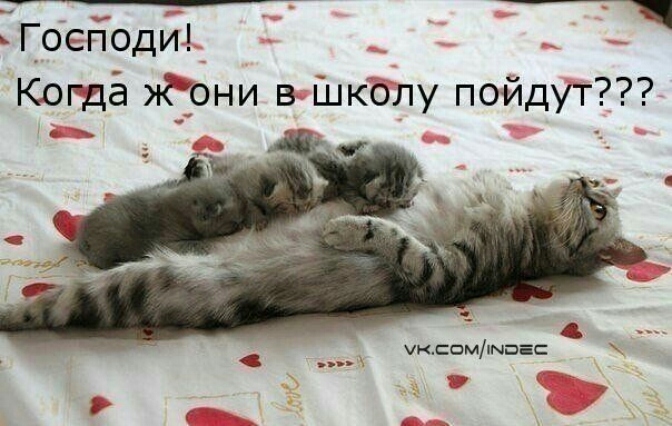 Госпіоди Когдё Йіони в Школу пойдут хмпм інші
