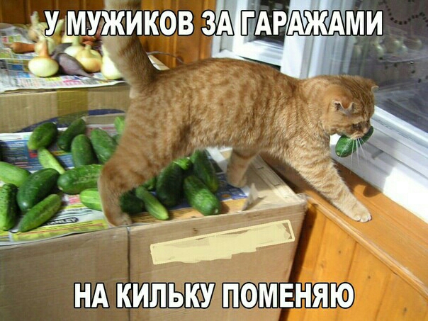 НА КИПЬКУ ПОМЕНЯЮ