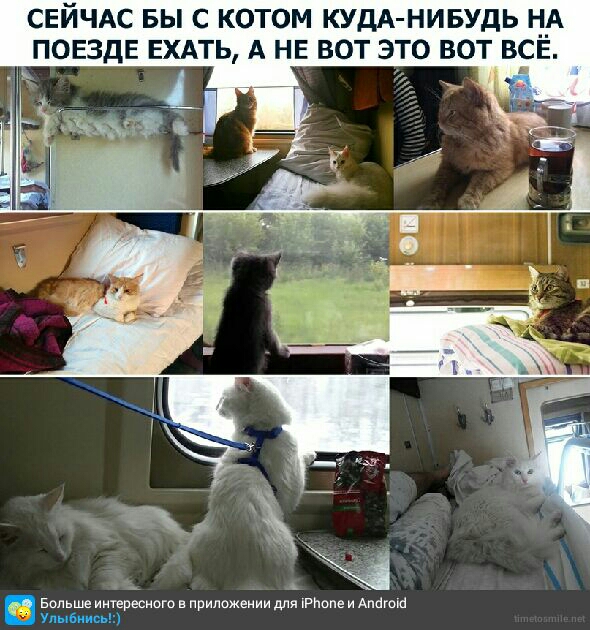 СЕЙЧАС БЫ С КОТОМ КУДА НИБУДЬ __А ПОЕЗДЕ ЕХАТЬ А НЕ ВОТ ЭТО ВОТ ВСЕ Больше интересного в приложении для рпопе и Антон Улыбиисьд