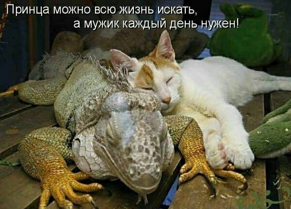 Принца можно всю жизнь искать а мужик каждьій деньеш
