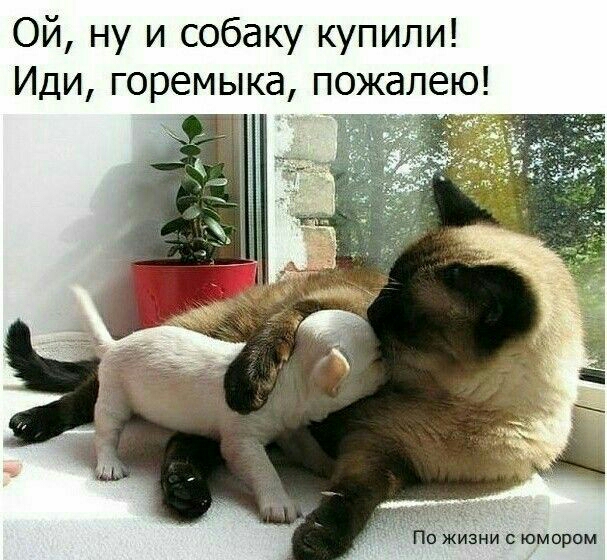 Ой ну и собаку купили Иди горемыка пожалею По жизни с юмором