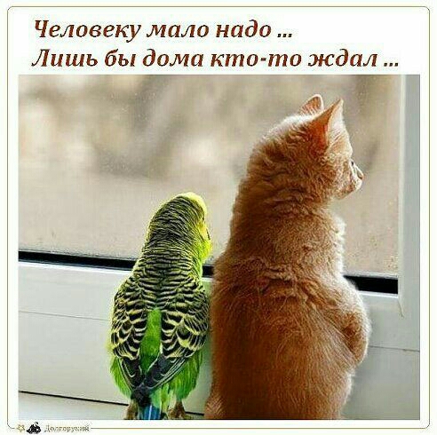 Человеку мало надо Лишь бы дома кто то ждал