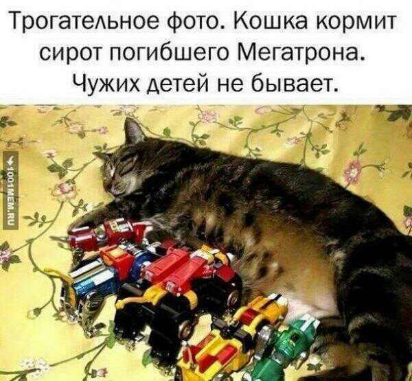 ТрогатеАьное фото Кошка кормит сирот погибшего Мегатрона Чужих детей не бывает