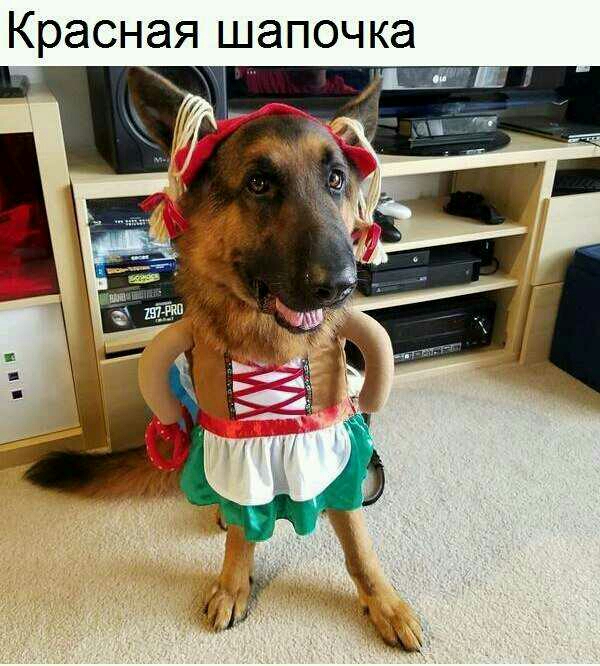 Красная шапочка