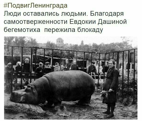 Подвигпенинграда Люди оставались людьми Благодаря самоотверженности Евдокии Дашиной бегемотиха пережила блокаду