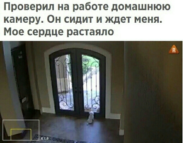 Проверил на работе домашнюю камеру Он сидит и ждет меня Мое сердце растаяло