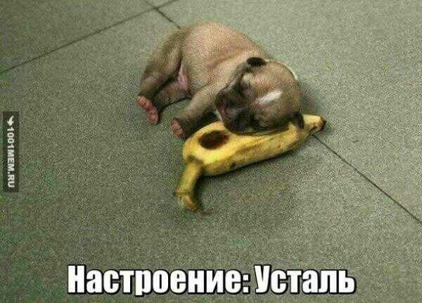 питапом