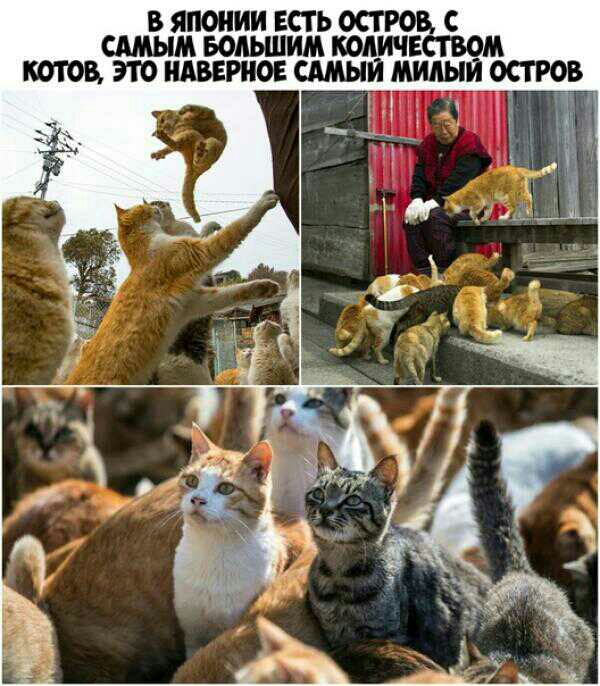 В ЯПОНИИ ЕСТЬ ОСТРОВ С САМЫМ БОЛЬШИМ КОАИЧЕСТВОМ КОТОВ ЭТО НАВЕРНО САМЫЙ МИАН ОСТРОВ_