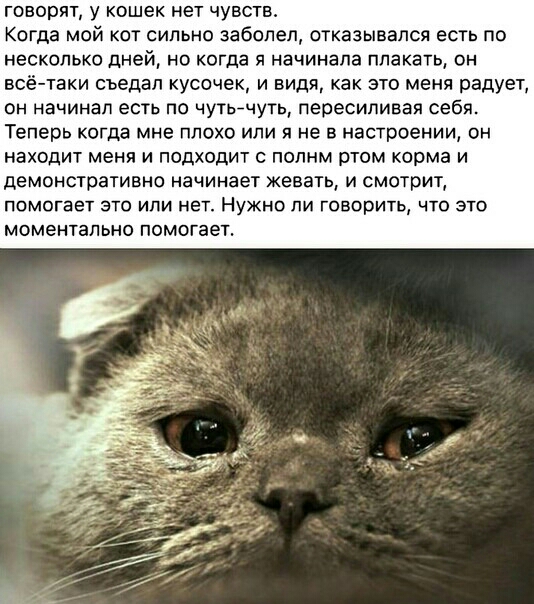 говорят у кошек нет чувства Когда мой кот сильно заболел отказывался есть по несколько дней но когда я начинала плакать он всё таки съедап кусочек и видя как это меня радует он начинал есть по чутьечуть пересиливая себя Теперь когда мне плохо или я не в настроении он находит меня и подходит с полнм ртом корма и демонстративно начинает жевать и смотрит помогает это или нет Нужно ли говорить что это