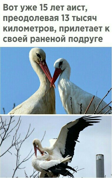 Вот уже 15 лет аист преодолевая 13 тысяч километров прилетает к своей раненой подруге
