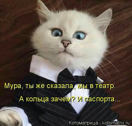 Котоматрица исюпёшх