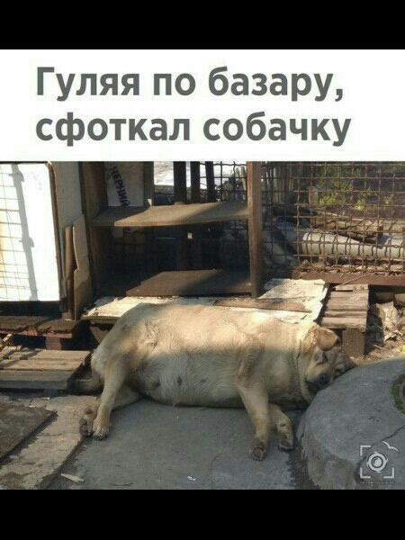 Гуляя по базару сфоткал собачку
