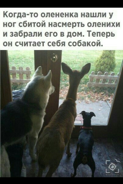 Когда то олененка нашли у ног сбитой насмерть опенихи и забрали его в дом Теперь он считает себя собакой