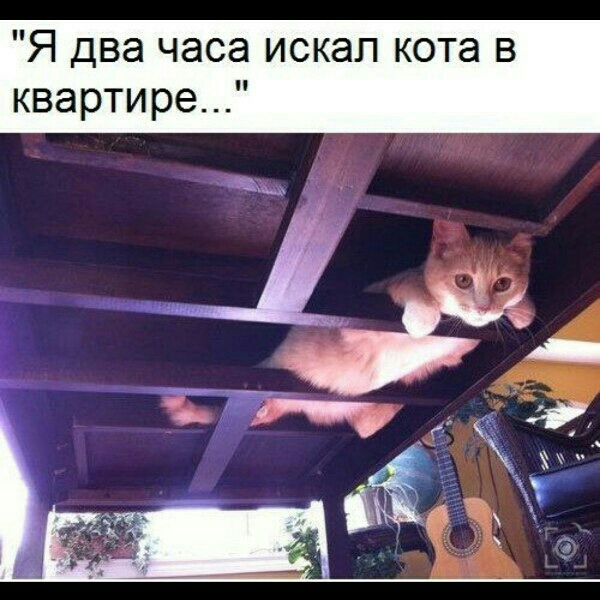 Я два часа искал кота в квартире