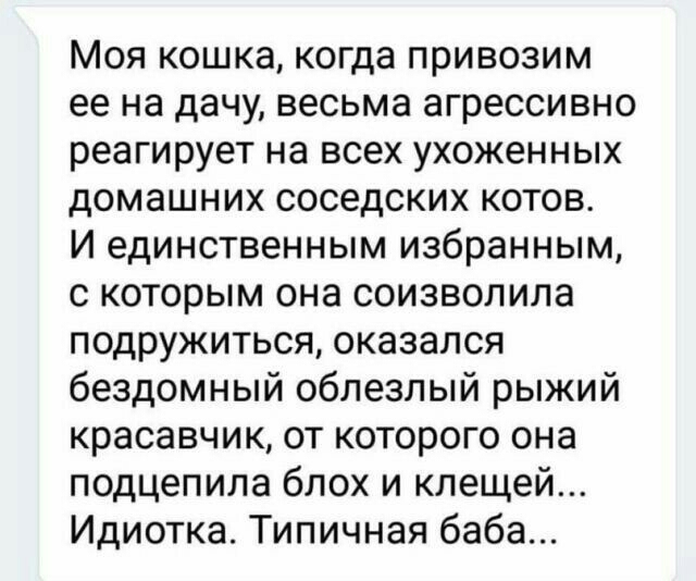 Моя кошка когда привозим ее на дачу весьма агрессивно реагирует на всех ухоженных домашних соседских котов И единственным избранным с которым она соизволила подружиться оказался бездомный облезлый рыжий красавчик от которого она подцепила блох и клещей Идиотка Типичная баба