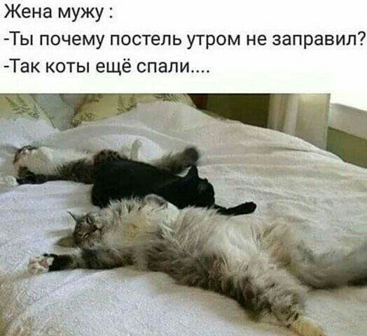 Жена мужу Ты почему постель утром не заправил Так коты ещё спали
