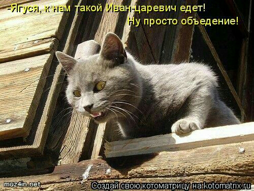 дазез чм едет просто объ ПХШ
