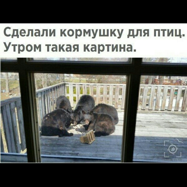 Сделали кормушку для птиц Утром такая картина