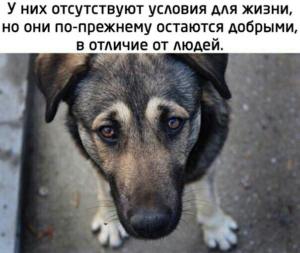 У них отсутствуют усдовия ААЯ жизни НО ОНИ по прежнему остаются добрыми в отдичие от Аюдей д _