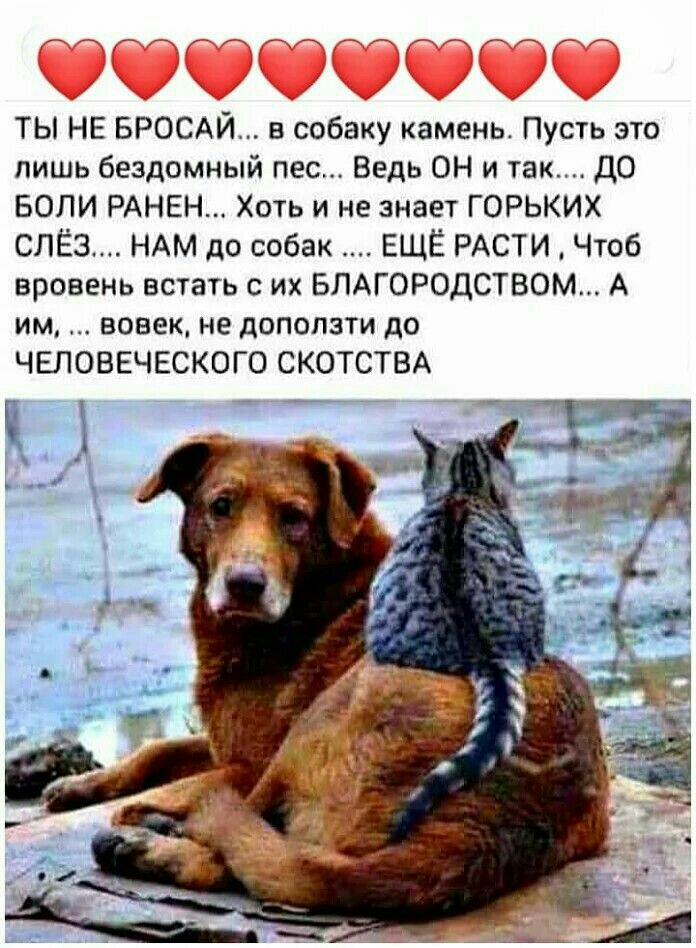 ТЫ НЕ БРОСАЙ собаку камень Пусть это лишь бездомный пес Ведь ОН и так ДО БОЛИ РАНЕН Хоть и не знает ГОРЬКИХ СПЁЗ НАМ до собак ЕЩЁ РАСТИ Чтоб вровень встать с их БПАГОРОДСТВОМ А им вовек не доползти до ЧЕЛОВЕЧЕСКОГО СКОТСТВА Бдиаг А 7_ _