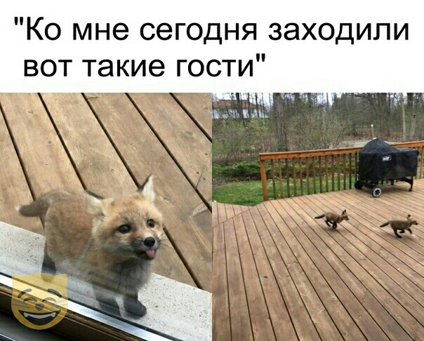Ко мне сегодня заходили вот такие гости хд