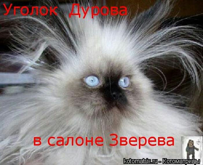 1 Котоматрзщы