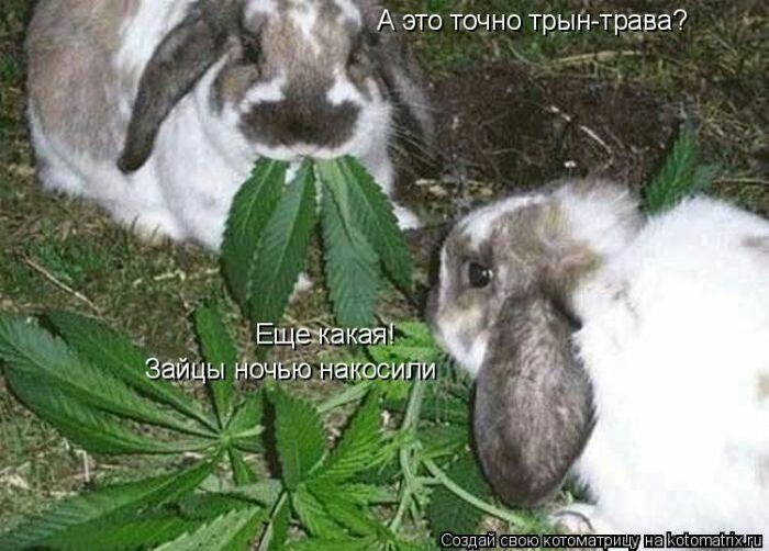 П ты И