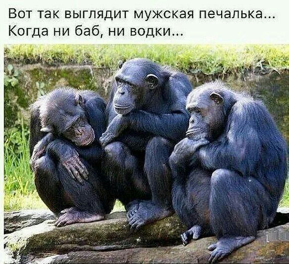 Вот так выглядит мужская печалька Когда ни баб ни водки